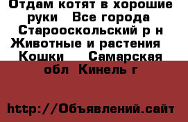 Отдам котят в хорошие руки - Все города, Старооскольский р-н Животные и растения » Кошки   . Самарская обл.,Кинель г.